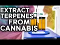 Making Cannabis Derived Terpenes