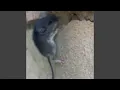 potatoes