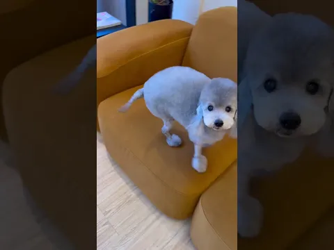 He looks like a lamb 😭😭😭