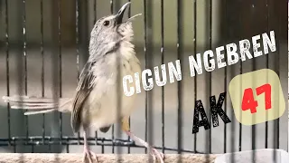 masteran ciblek gunung cigun bren ak47 rapet tak terkendali