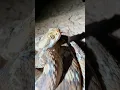 Download Lagu Crazy sounds of a Roman’s Saw-scaled Viper in Morocco #herping