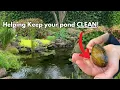 If you want a healthy pond ecosystem watch this