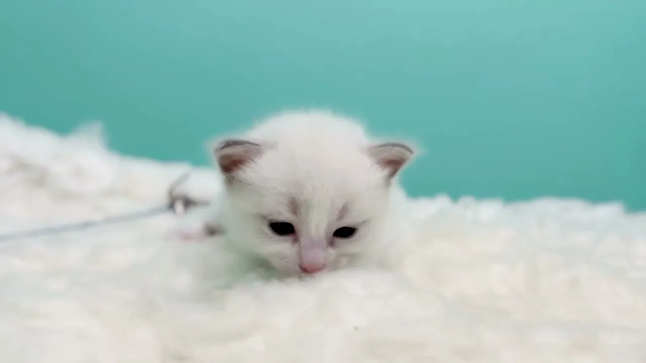 動画