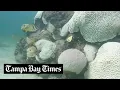 Florida may have set record for warmest seawater