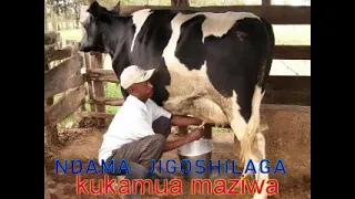 ndama jigoshilaga kukamua maziwa by lwenge studio