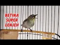 Download Lagu Suara pleci betina birahi memanggil jangan dengan cepat merangsang pleci jantan cepat Gacor