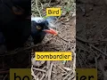 Download Lagu De vogel dacht dat de kever een eetbare prooi was.😅 #bommenwerper