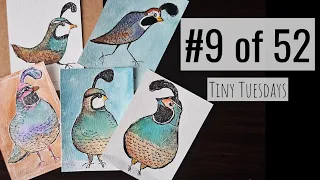 Beginner Watercolor Tutorial Tiny Tuesday Whimsical Quail