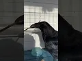 Download Lagu Silent Watcher 🖤 | Crow Feeding Moment in Nature 2 | #todaymusichouse #crow #wildlife #ravens #birds