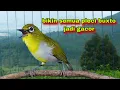 Lagu Suara Burung Pleci Gacor,Bikin Semua Pleci Bustomi Gacor