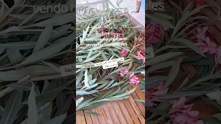 بخور بالدفلة المرة بنت المرة او ردي اعليا الاخبار 