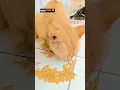 Lagu ucing oyeng oyange cuekin emeng cingcong #cat #funny #catlovers #kucingmakan #Shorts