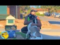 Download Lagu Huge Dogs Struggle to Find Friends. Then Everything Changes! | Cuddle Buddies Shorts