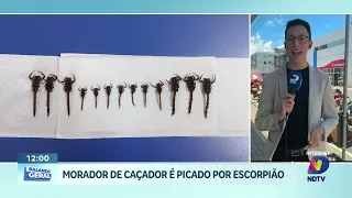 Caso de picada de escorpião é registrado em Caçador