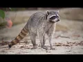 Racoons in Costa Rica