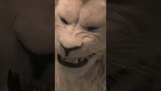 ابراهيم قلب الاسد ابراهيم قلب الاسد دندنها