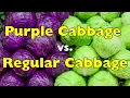 Purple vs Green Cabbage Which One Should You Be Eating