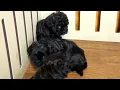Maltipoo Puppies For Sale