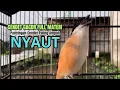 Download Lagu burung cendet gacor FULL EMOSI TINGGI untuk PANCINGAN CENDET AGAR BUNYI, jadikan BURUNG PENTET GACOR