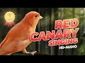 Download Lagu Red Canary 12h Training