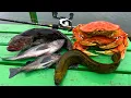 Lagu 5 Day Catch n' Cook - Dungeness Crab, Monkey-Face Eel, Lingcod!