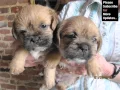 Cute Terrier Breed Collection Of Dog Pictures Border Terrier Puppy