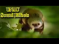 Unau The Two Toed Sloth Sound Effects