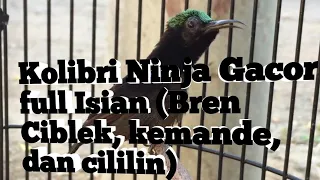 Download Kolibri Ninja Gacor full Isian (Bren Ciblek, kemande, dan cililin) MP3