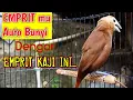 Download Lagu pancingan emprit kaji biar gacor, burung pipit peking bondol kaji isian kenari durasi panjang 110