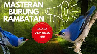 Download Masteran Murai Batu Burung Rambatan Dengan Gemercik Suara Air MP3