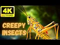 CREEPY INSECTS 4K Relaxing Music Lofi hip hop Nature WildLife