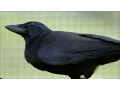 Download Are Crows the Ultimate Problem Solvers? | Inside the Animal Mind | BBC Earth mp4 3gp mp3 videos - waplic
