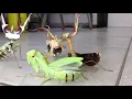 Aggressive Mantis Squad muxed