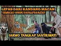 Lagu BANG REY LAMPUNG TERBARU JARWO MENYEKAP SANTRIWATI UNTUK TUMBAL