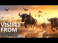 Incredible Animal Journeys The Reason Behind Wildlife Migrations