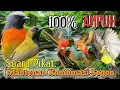 Download Lagu SUARA PIKAT BURUNG MANTENAN  DAN SOGON. SANGAT AMPUH..
