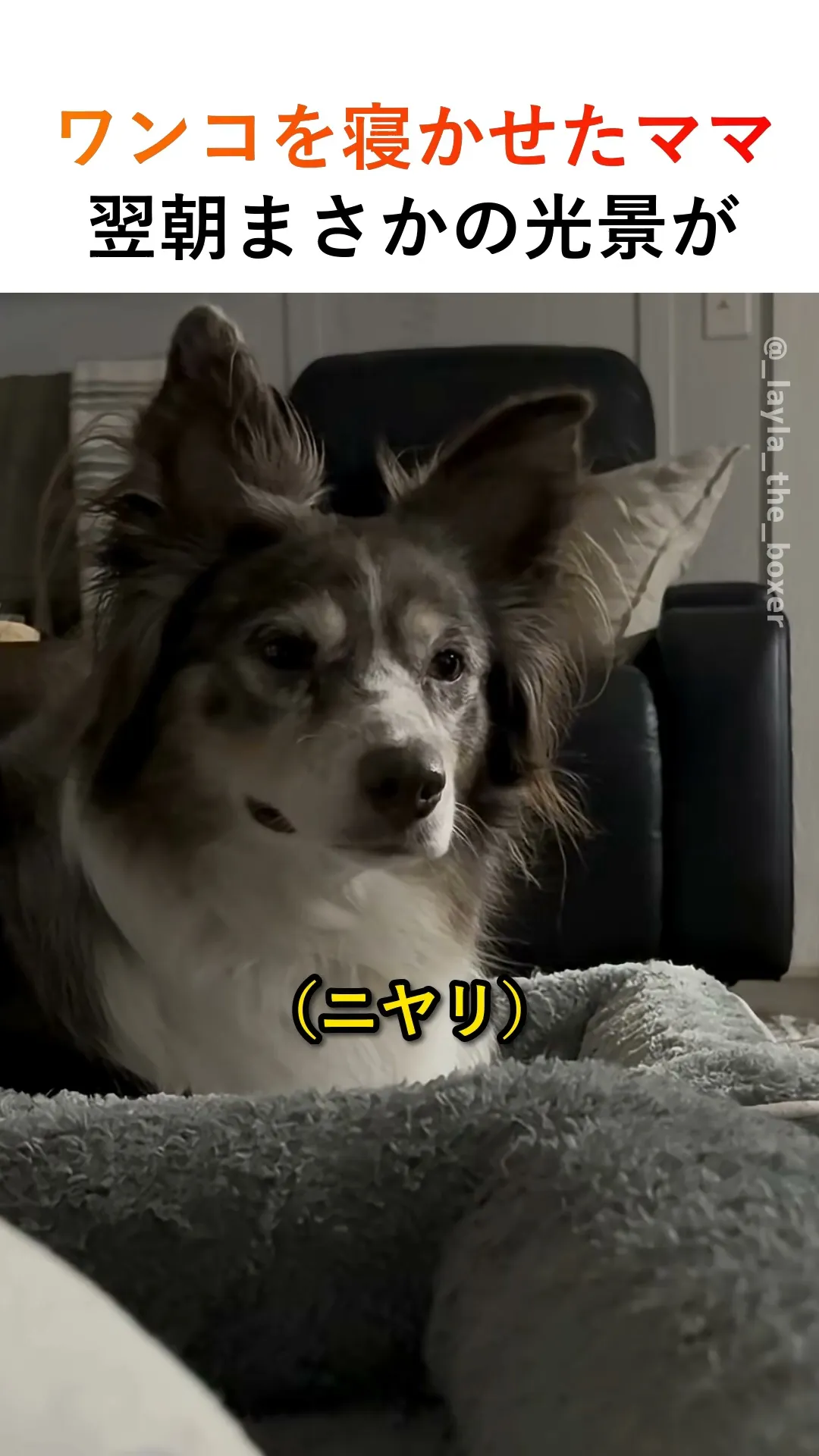 ワンコを寝かせたママ、翌朝まさかの光景が