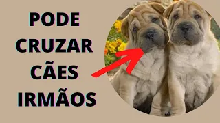  problema pode cruzar c es irm os para tirar crias da cadela com ra a pura