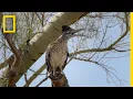 Snake Vs Roadrunner Face Off National Geographic