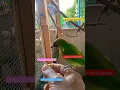 Download Lagu cucak ranting dan cucak ijo mini  channel #birds #cucakijomini #cucakranting #short