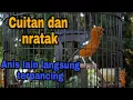 Download Lagu Cuitan Anis merah ampuh memancing Anis merah jantan yang macet
