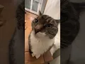 Download Lagu Kiss Kiss Cat - St9 #kisscat #cat #funnycat