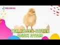 Download Lagu 🔴 LAGU TEK KOTEK KOTEK ANAK AYAM | LAGU ANAK DANGDUT