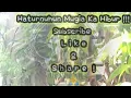 Download Lagu Suara Pikat Burung Kecil Ribut Paling Ampuh