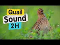 Download Lagu Quail Sound 2 Hours High Resolution