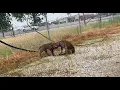 Brindle Cane mix