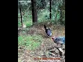 Download Lagu Big Male Kalij Chasing the Young Adult | Wildlife of Himalaya