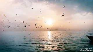 حاله واتس حزينه تامر عاشور ماشين    دندنها