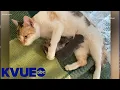 Sparkle welcomes first litter of kittens to Austin Pets Alive KVUE