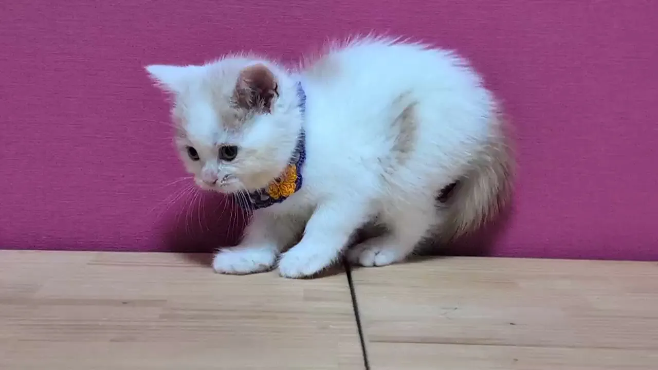 動画